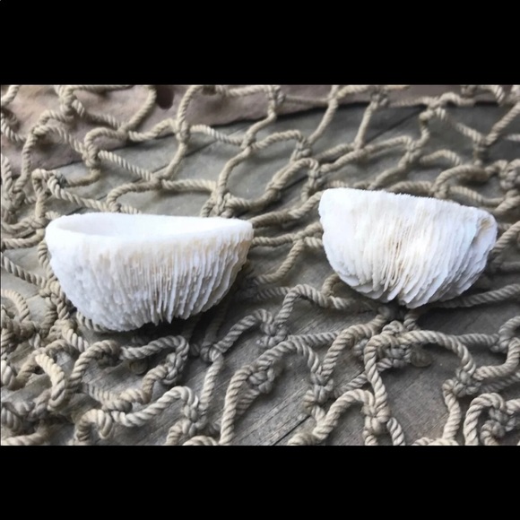 COPY - (2) Real Mushroom Cap Corals Lot - Picture 10 of 11